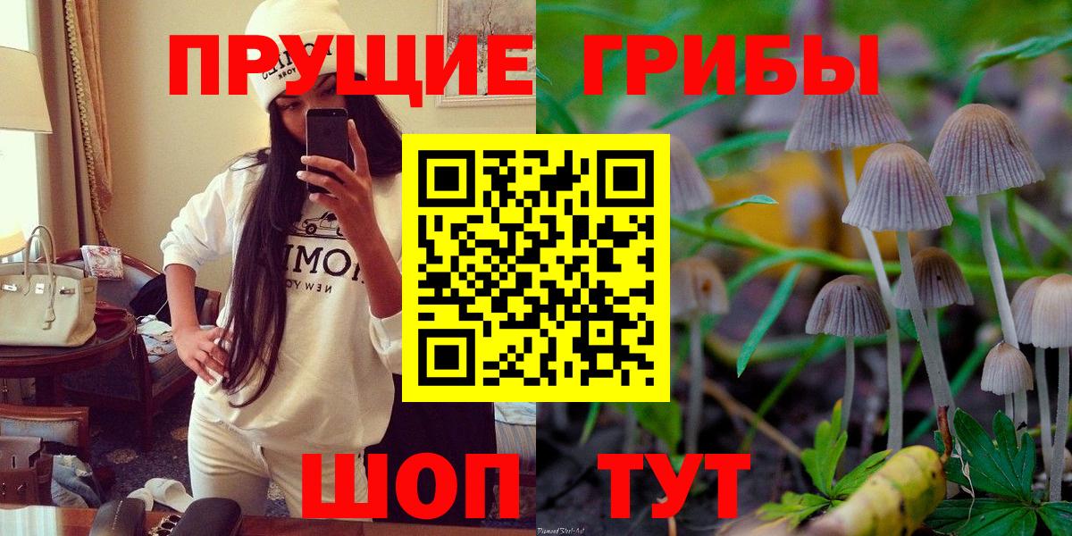 Псилоцибиновые грибы Psilocybe Вязьма